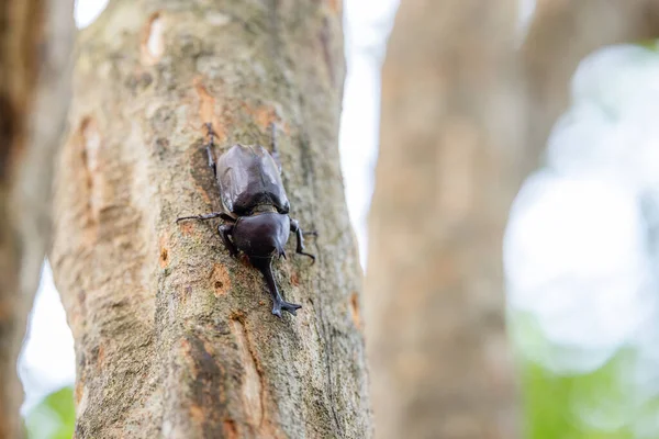 Ağaç gövdesinde gergedan böcekleri