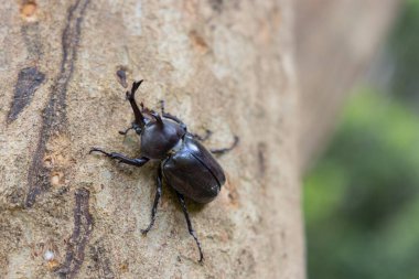Ağaç gövdesinde gergedan böcekleri