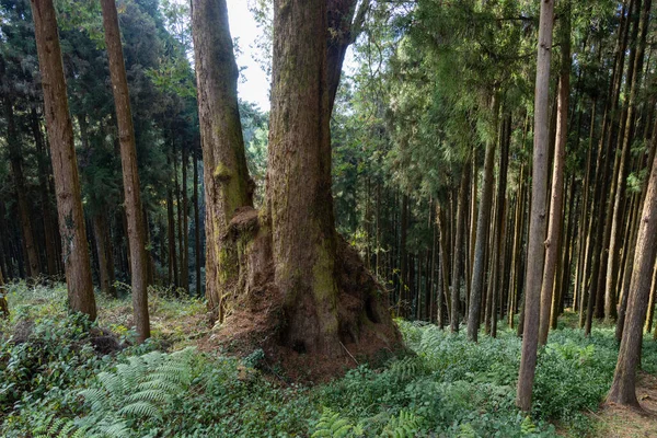 Riesiger Heiliger Baum Alishan Von Taiwan — Stockfoto