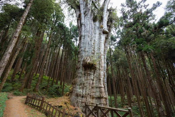 Giant Tree Grow Alishan Taiwan — Fotografia de Stock
