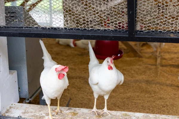 Weiße Hühner Stall — Stockfoto