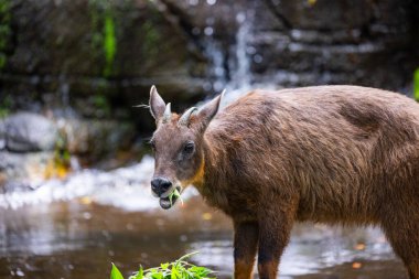 Hayvanat bahçesi parkında Tayvan servisi