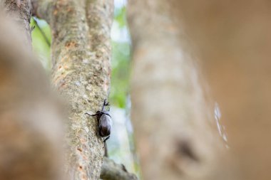 Ağaç gövdesinde gergedan böcekleri