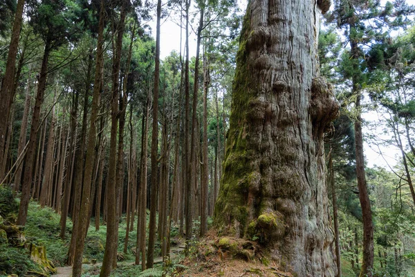 Giant Tree Grow Alishan Taiwan — Photo