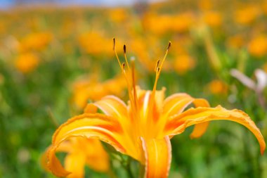 Turuncu günlük çiçek tarlası