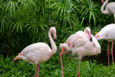 Flamingo hayvanat bahçesi parkında