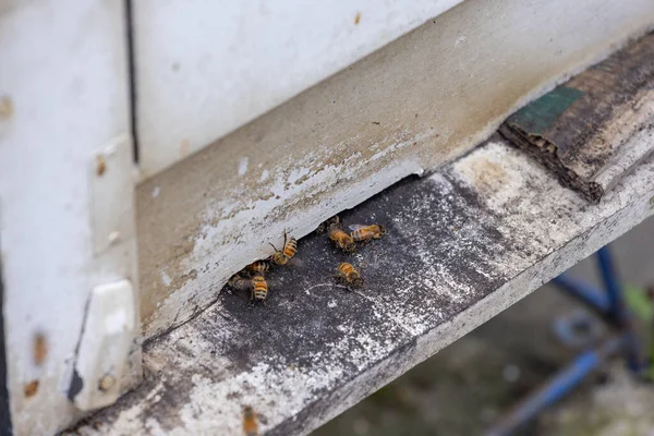 Bees Open Bee Hive Box — Zdjęcie stockowe