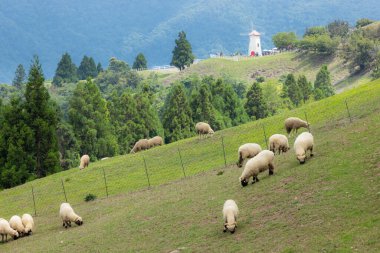 Tayvan 'da Nantou' nun Cingjing çiftliğindeki otlakta gezinen koyunlar.