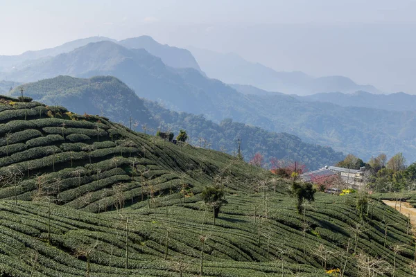 Fresh tea leave over tea plantation