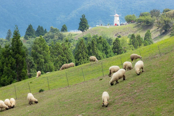 Sheep Roaming Grassland Cingjing Farm Nantou Taiwan — Stock Photo, Image