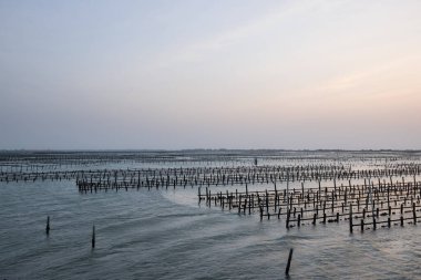Akşamları denizdeki istiridye tarlası