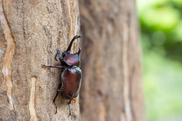 Noshörningsskalbaggar Trädstammen — Stockfoto