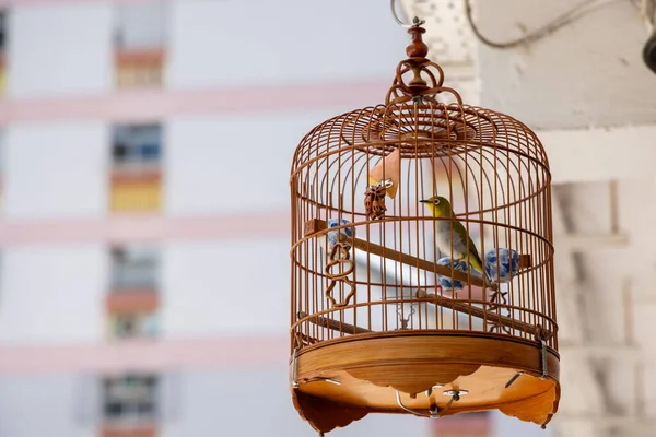 Oiseau Dans Cage Oiseaux — Photo