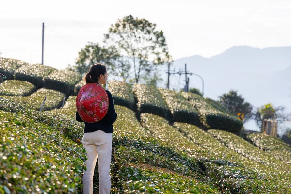 Travel woman visit the tea field in Shizhuo Trails at Alishan of Taiwan