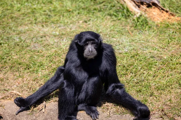 Fekete Gibbon Állatkerti Parkban — Stock Fotó