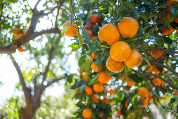 Orange tree in orange garden