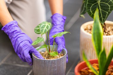 Kadın bitkisini evdeki bir tencereye koydu.