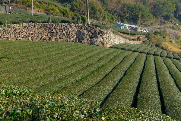 台湾阿连山石化沟的绿茶田 — 图库照片