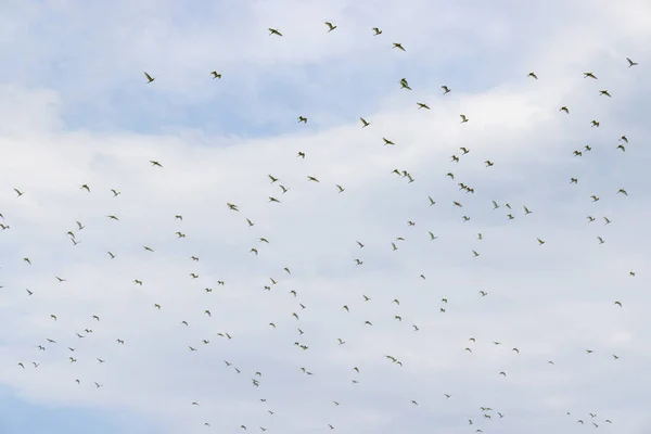 Uccello Migratore Garzetta Volare Sopra Cielo — Foto Stock