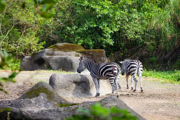Zebra Safari Parkında — Stok fotoğraf