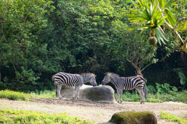 Zebra safari parkında