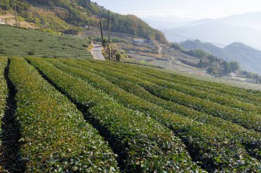 Tayvan 'daki Shizhuo' lu Alishan 'da bir sürü çay tarlası var.