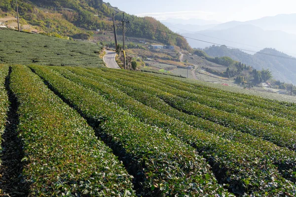 stock image Lots of tea field over the mountain in Alishan of Shizhuo in Taiwan