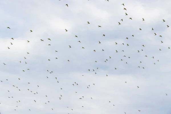 Oiseau Migrateur Aigrette Voler Dessus Ciel — Photo
