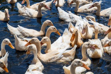 Ördek gölette yüzüyor.