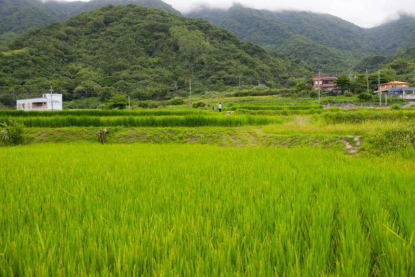 Свежее Рисовое Поле Тайване — стоковое фото