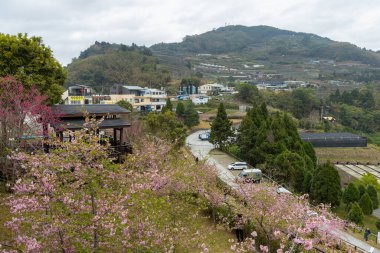 Sakura mevsiminde orman dağı