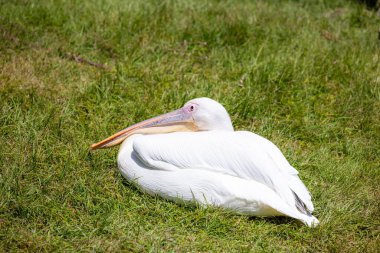 Parkta beyaz pelikan