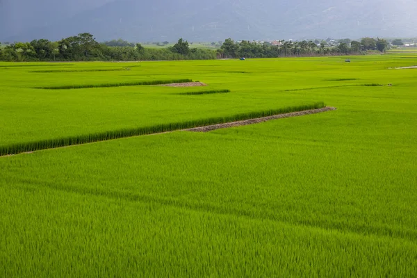 Fresh Paddy Rice Field Meadow — Stock Photo, Image