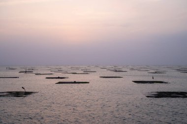 Akşamları denizdeki istiridye tarlası