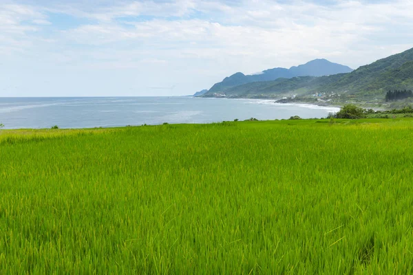 Campo Arroz Sobre Mar Hualien Taiwan — Fotografia de Stock