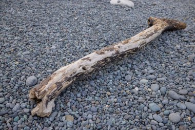 Taş plajda sürüklenen bir ağaç.