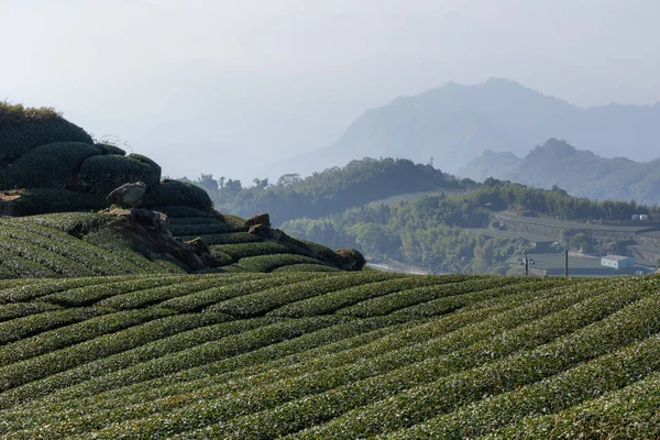 Lots Tea Field Mountain Alishan Shizhuo Taiwan — Stock Photo, Image