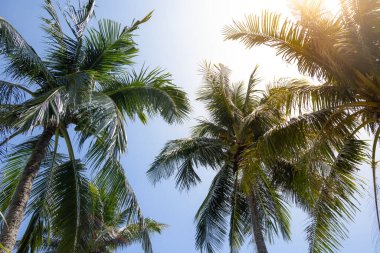 Mavi gökyüzünün üzerinde parlayan güneş ışığıyla bir palmiye ağacı
