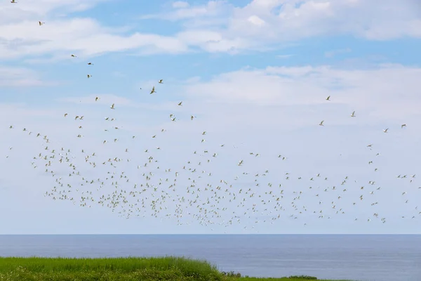 Zugvogelreiher Fliegen Über Den Himmel — Stockfoto