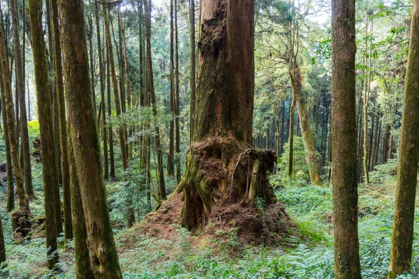 Árvore Sagrada Gigante Alishan Taiwan — Fotografia de Stock