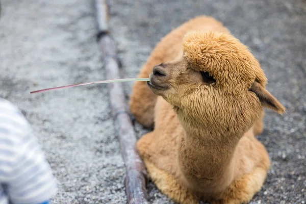 Beautiful Brown Alpaca Soft Fur — 图库照片