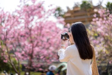 Gezgin kadın, sakura ağacında fotoğraf çekmek için dijital kamera kullanıyor.