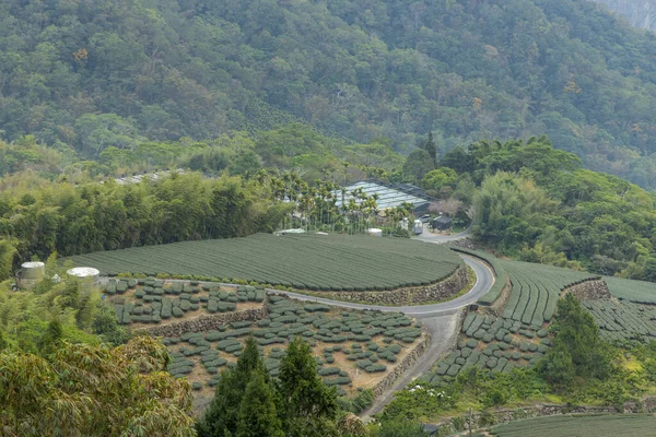 Τσάι Αγρόκτημα Στην Κοιλάδα Του Βουνού — Φωτογραφία Αρχείου