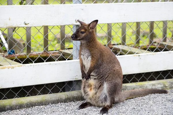 Cute kangaroo at the zoo park