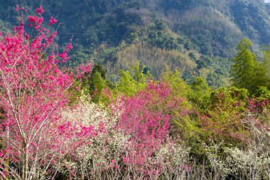 Dağdaki güzel sakura çiçeği