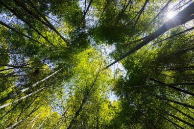Bambu ağacı ormanının alt manzarası