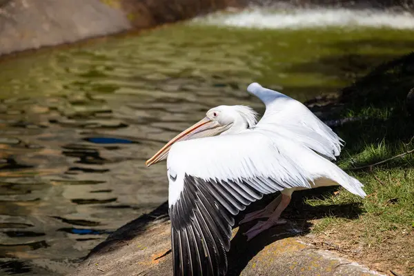 Белый Пеликан Парке — стоковое фото