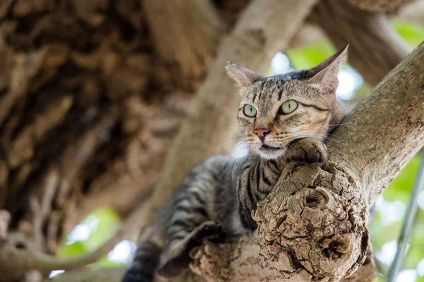 Stray cat climb on the tree