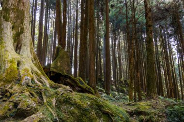 alishan ulusal orman dinlenme alanındaki orman manzarası
