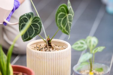 Saksıdaki Anthurium kristallinum bitkisine su sür